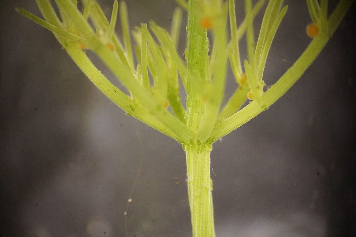 Photo of Common Stonewort (Chara vulgaris)