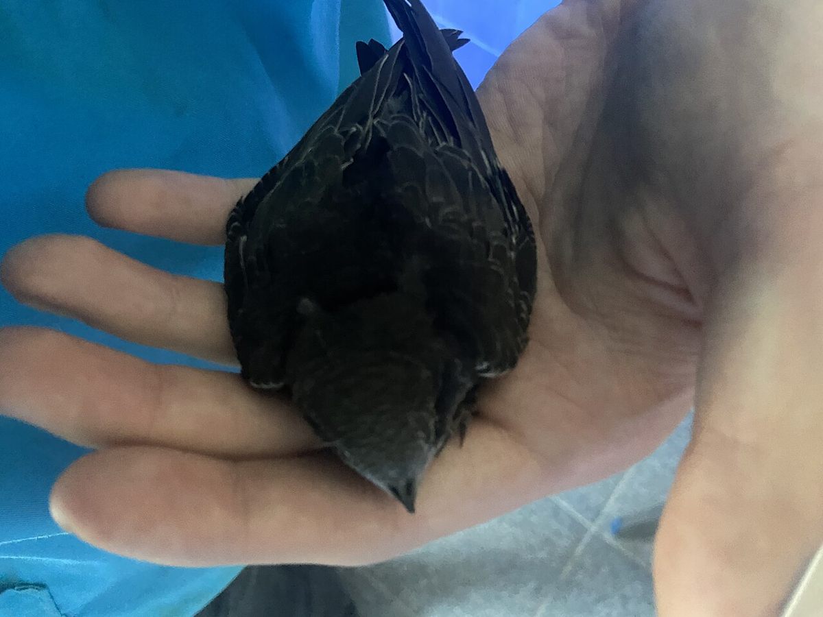 Photo of Common Swift (Apus apus)