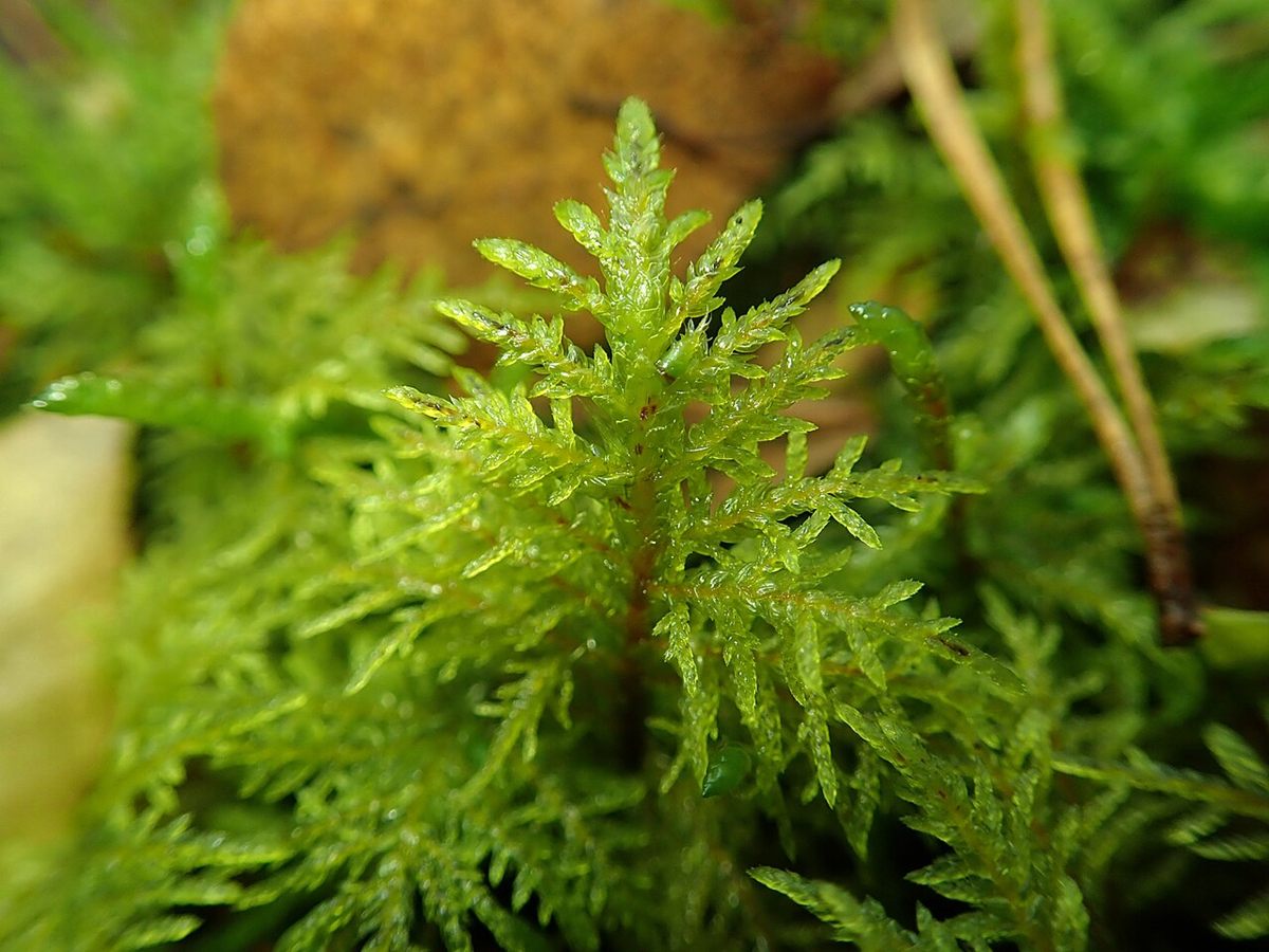 Photo of Common Tamarisk Woodmoss (Thuidium tamariscinum)
