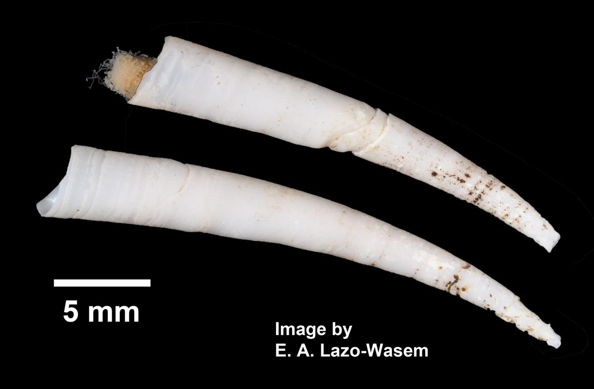 Specimen photo of Common Tusk Shell (Antalis entalis)