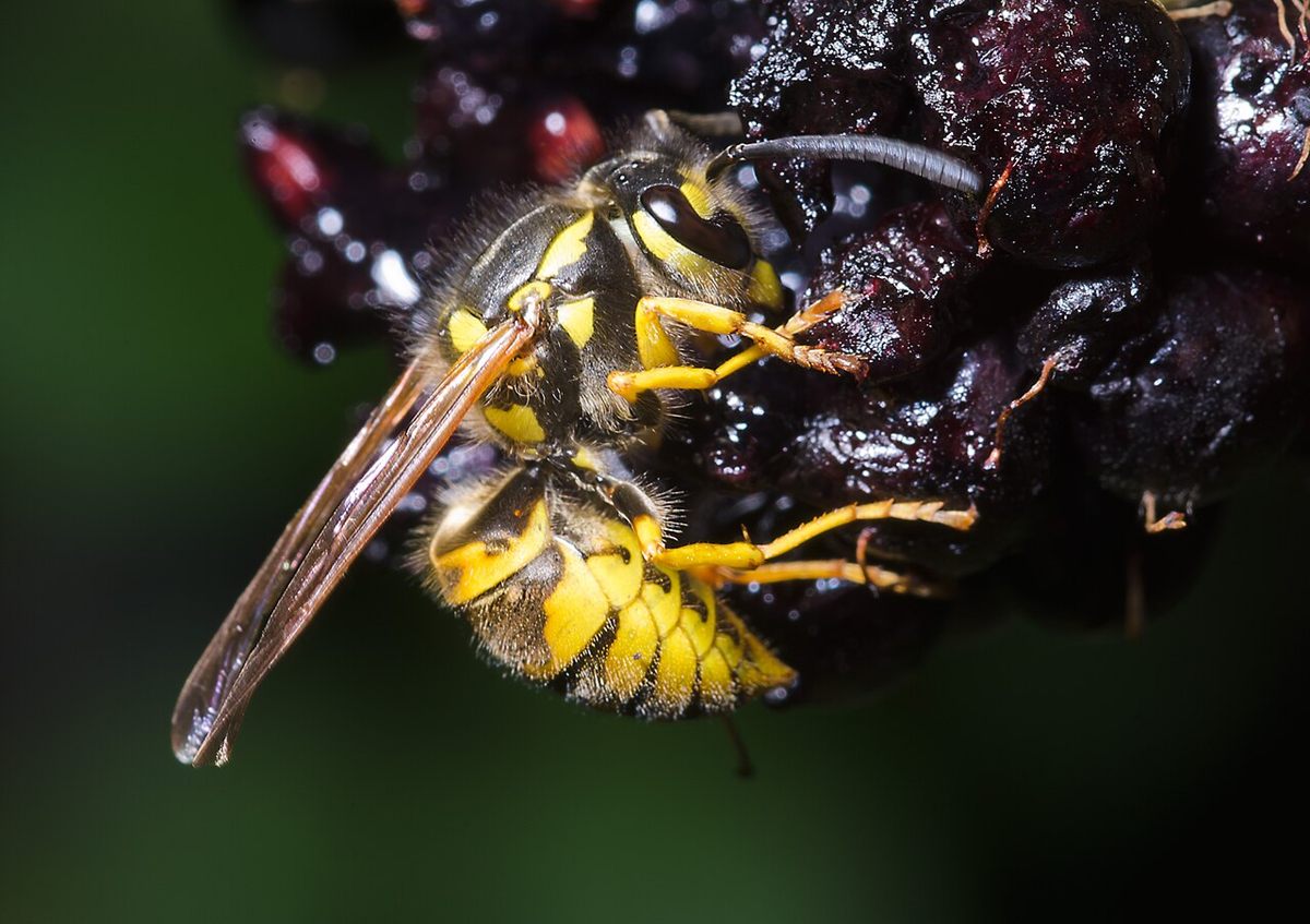 Photo of Common Wasp (Vespula vulgaris)