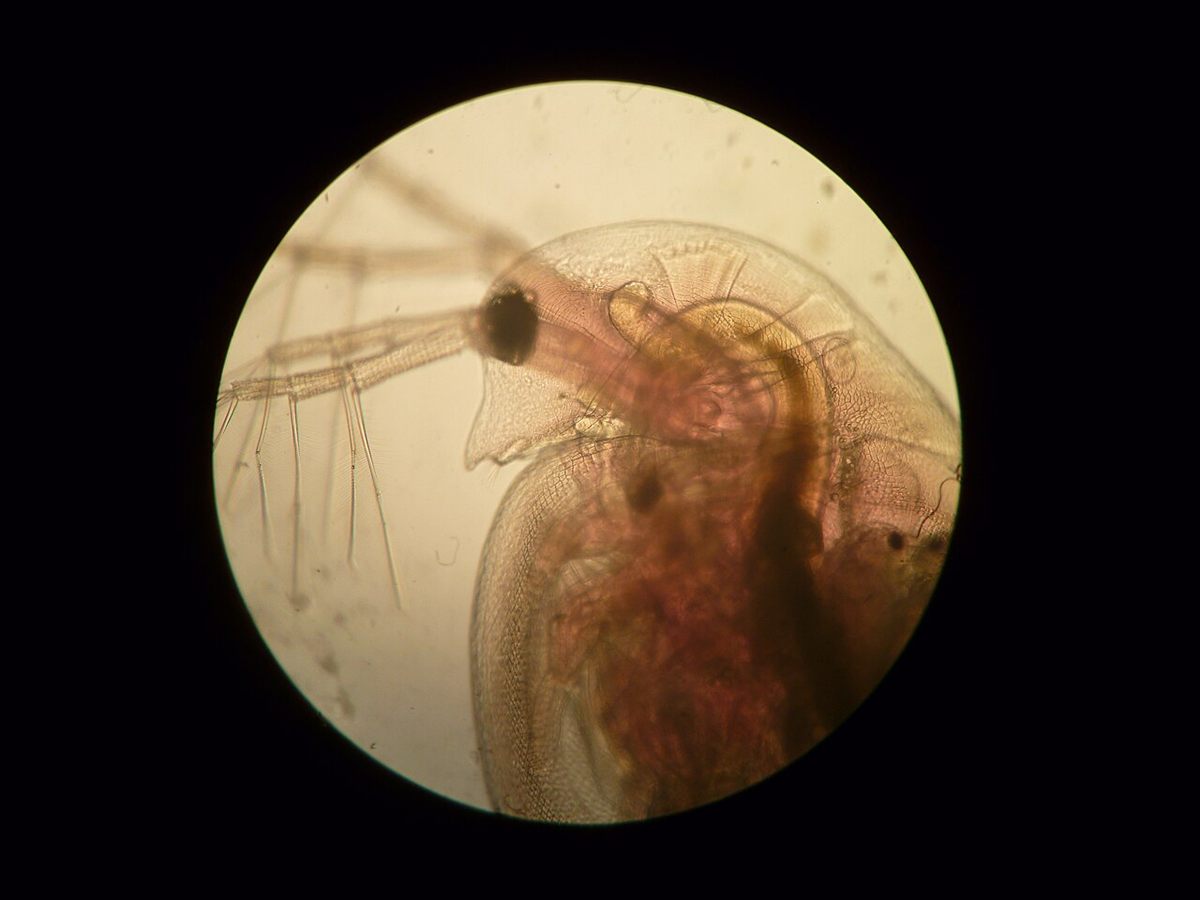 Photo of Common Water Flea (Daphnia pulex)