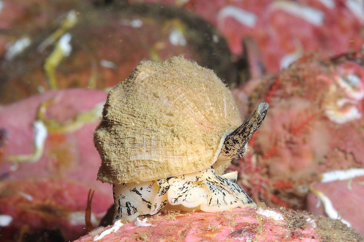 Photo of Common Whelk (Buccinum undatum)