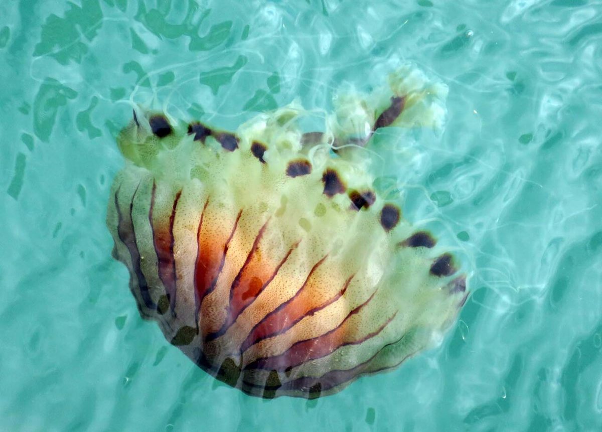 Photo of Compass Jellyfish (Chrysaora hysoscella)