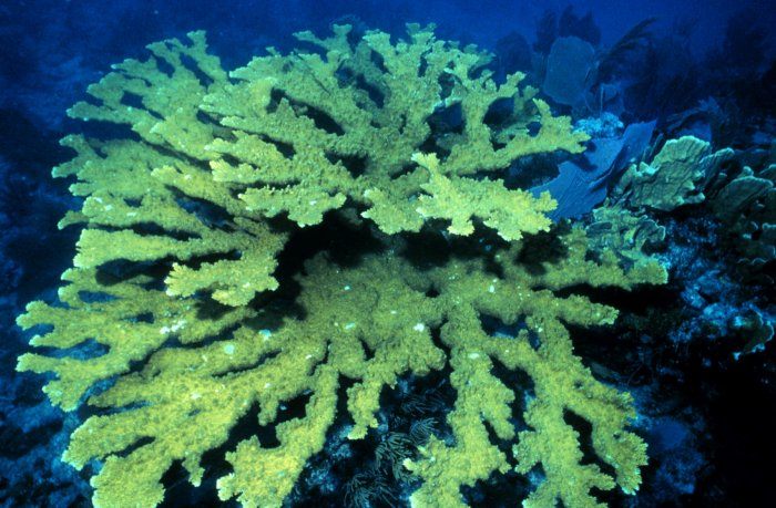 Photo of Elkhorn Coral (Acropora palmata)