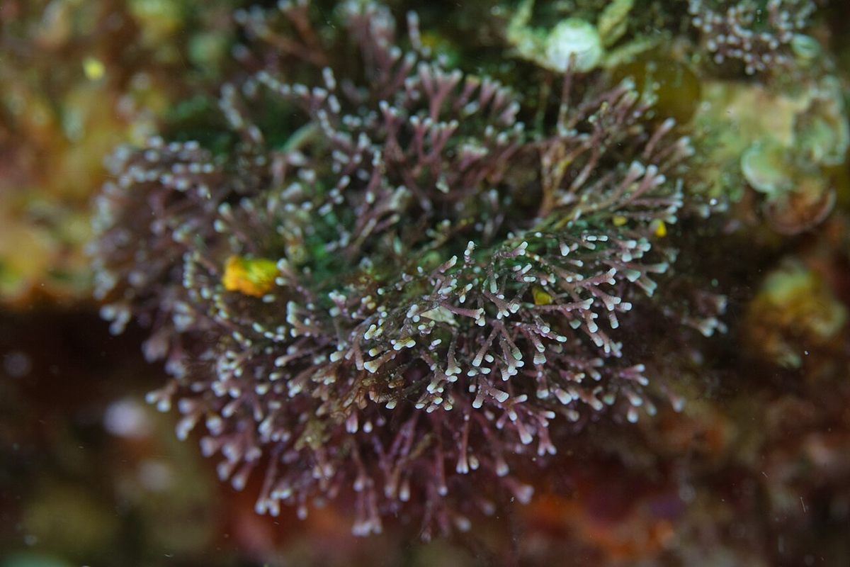 Photo of Coral Weed (Corallina officinalis)