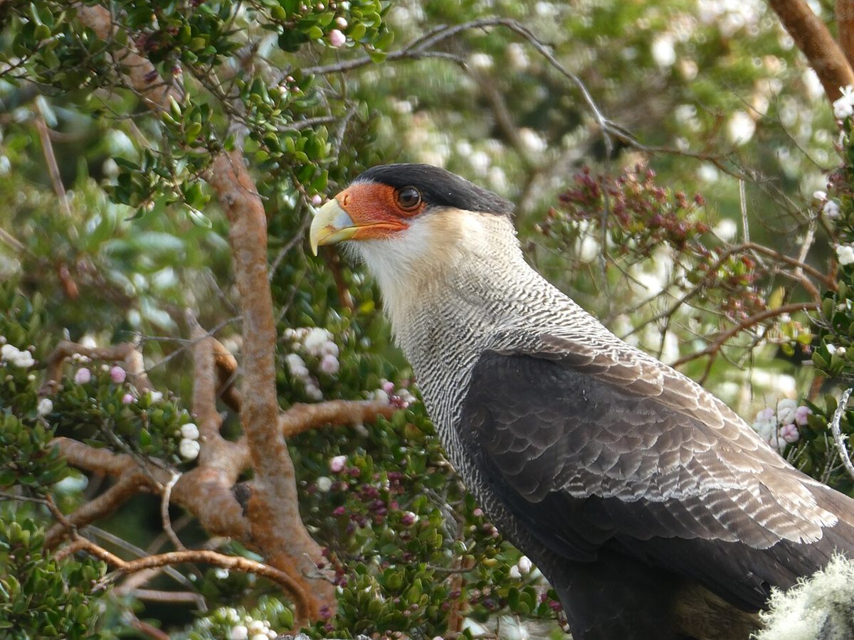 Photo of Crested Caracara (Caracara plancus)