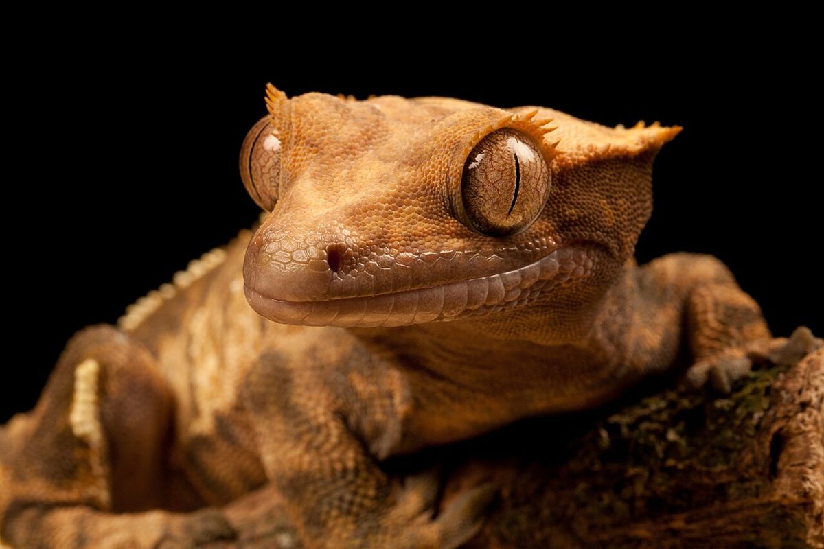 Photo of Crested Gecko (Correlophus ciliatus)