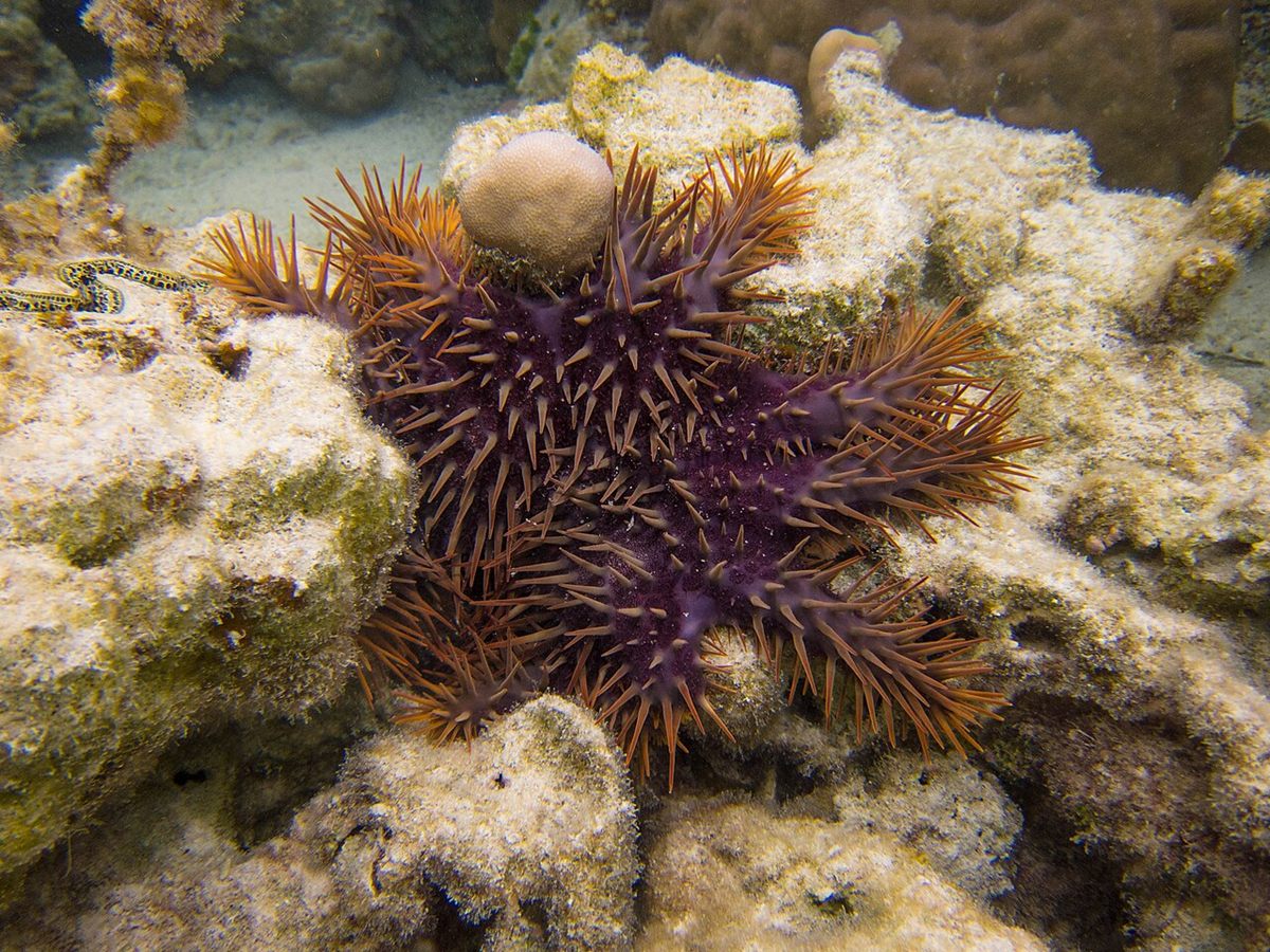 Photo of Crown-of-thorns Starfish (Acanthaster planci)