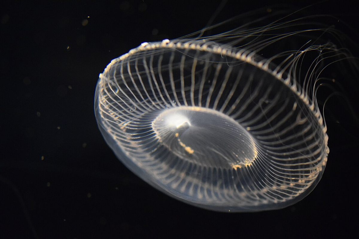 Photo of Crystal Jelly (Aequorea victoria)