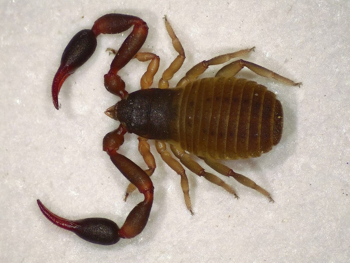 Photo of Dune Pseudoscorpion (Dactylochelifer latreillii)
