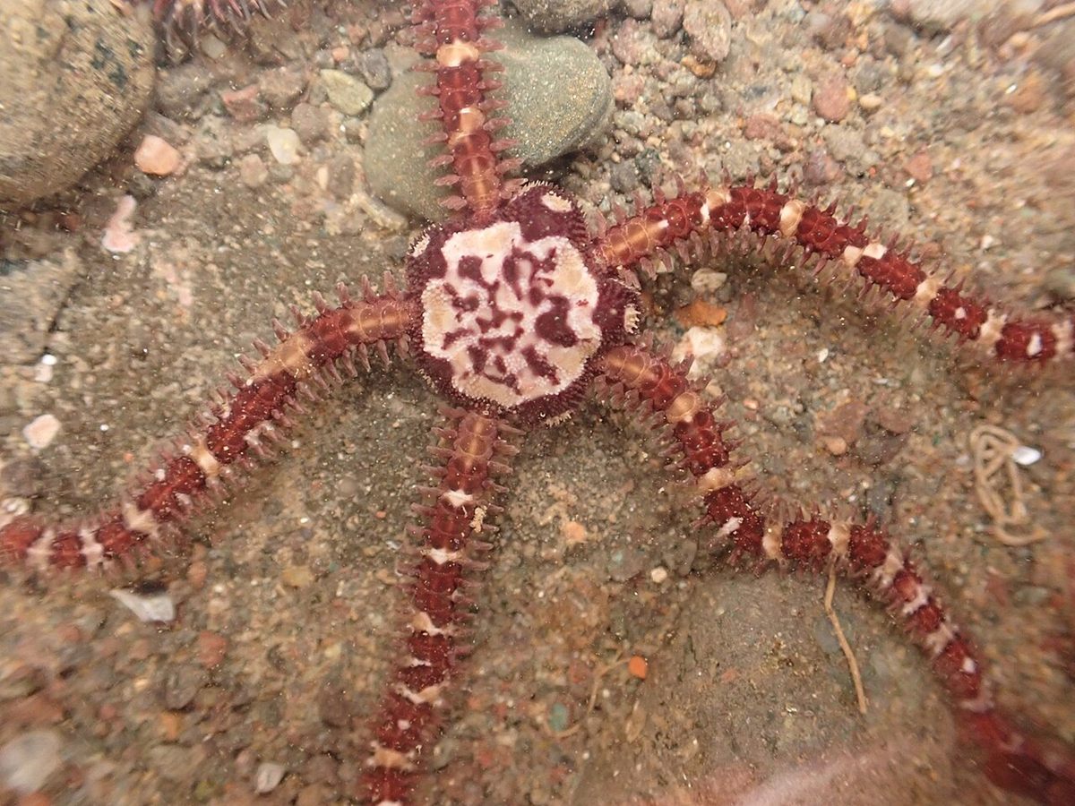 Photo of Daisy Brittle Star (Ophiopholis aculeata)