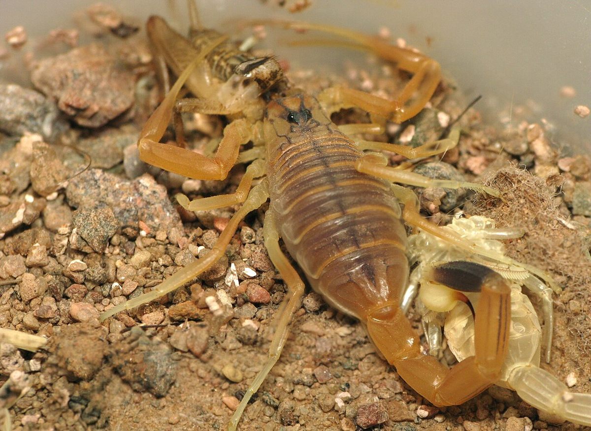 Photo of Deathstalker (Leiurus quinquestriatus)