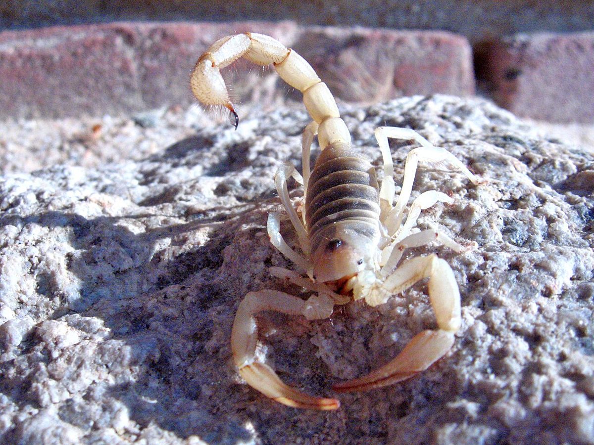 Photo of Desert Hairy Scorpion (Hadrurus arizonensis)
