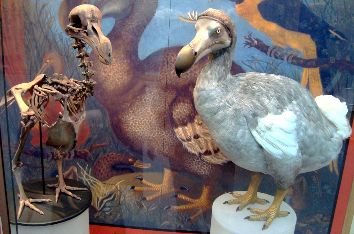Photo of Dodo (Raphus cucullatus)