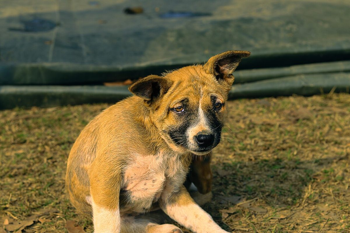 Photo of Domestic Dog (Canis lupus familiaris)