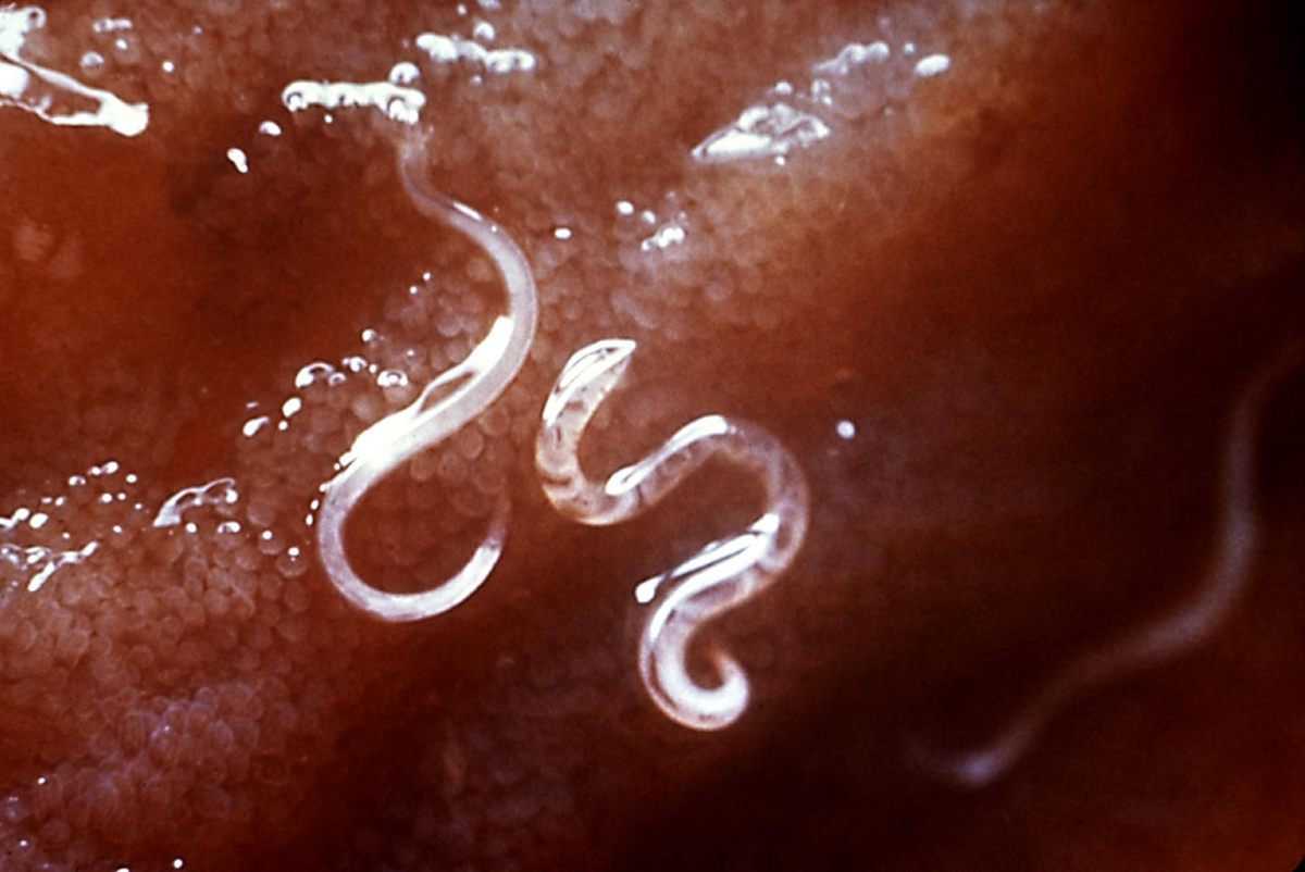 Specimen photo of Dog Hookworm (Ancylostoma caninum)