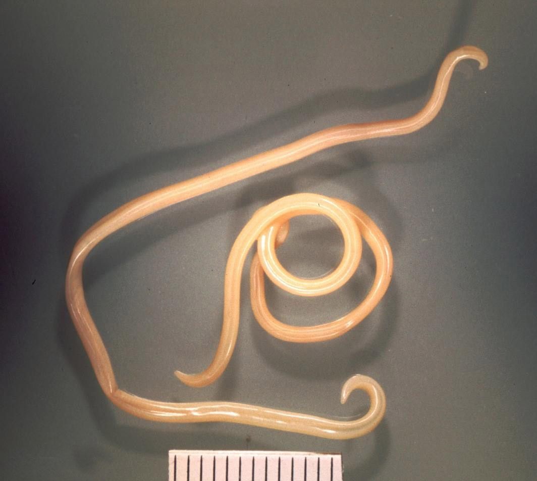Specimen photo of Dog Roundworm (Toxocara canis)