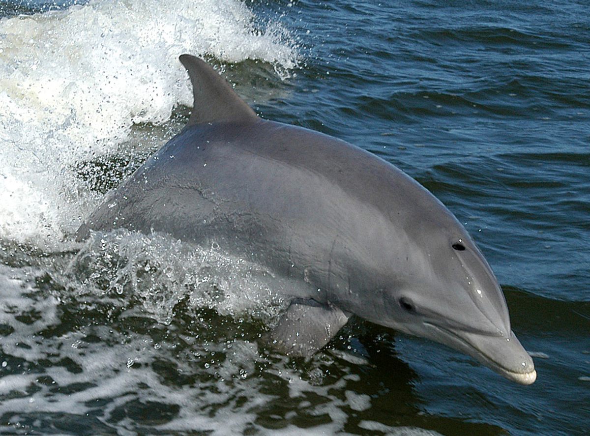 Photo of Bottlenose Dolphin (Tursiops truncatus)