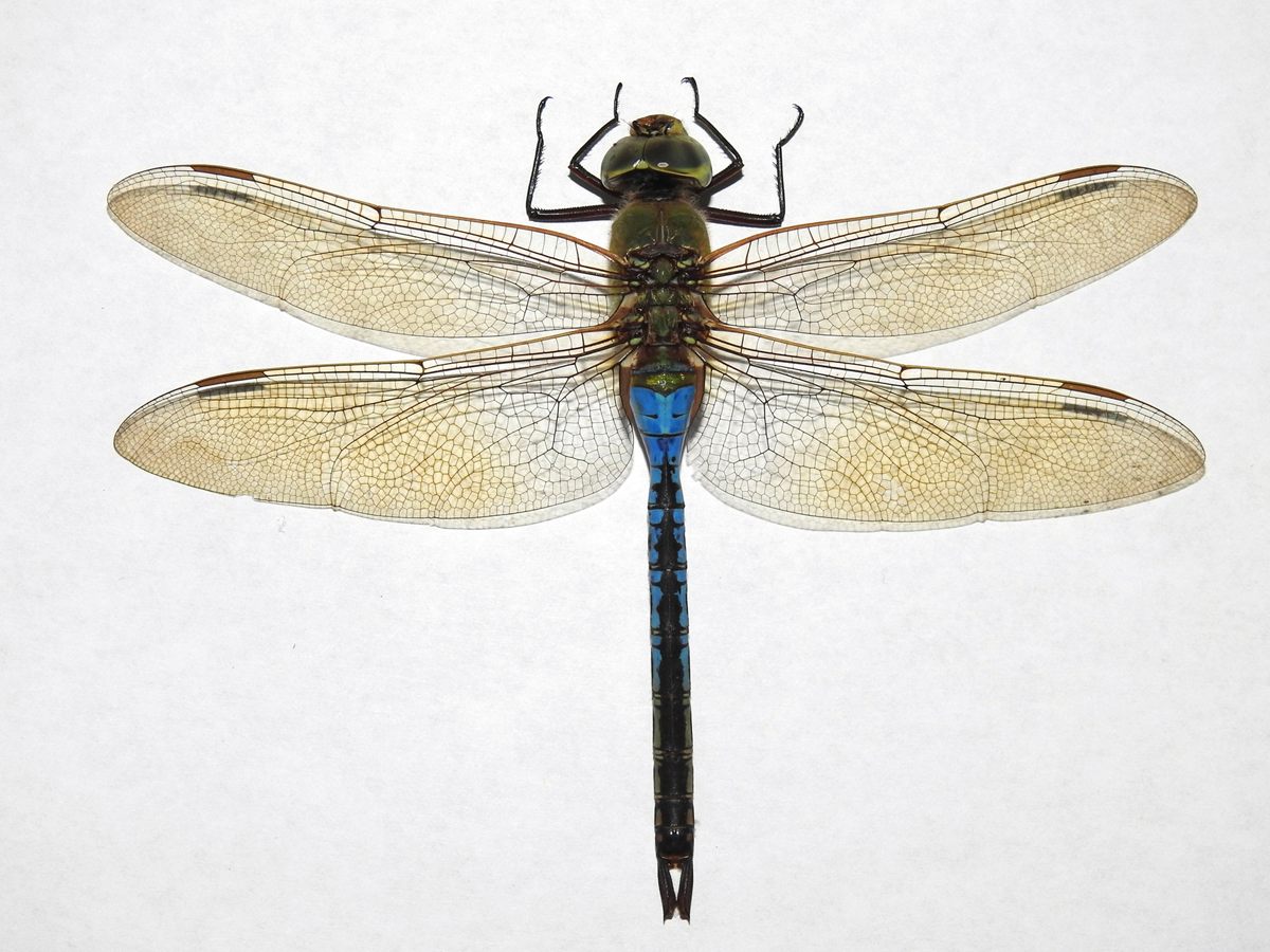 Photo of Common Green Darner (Anax junius)