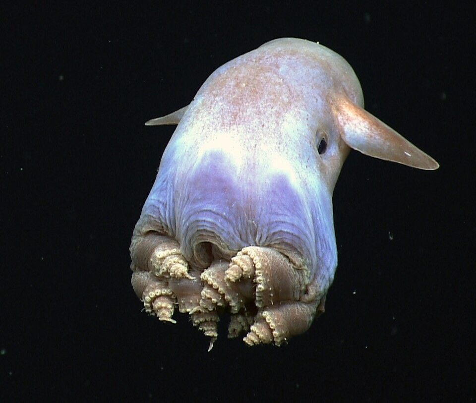 Photo of Dumbo Octopus (Grimpoteuthis)