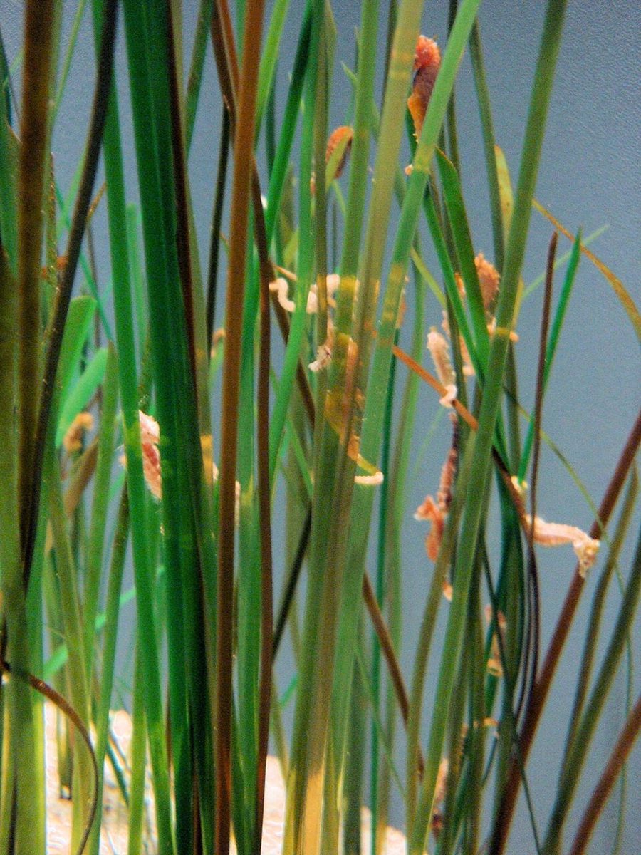 Photo of Dwarf Seahorse (Hippocampus zosterae)