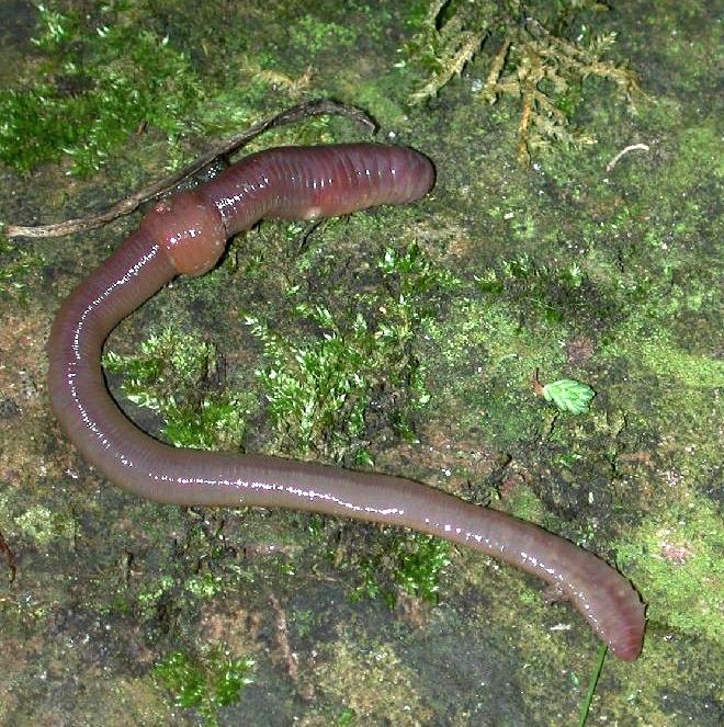 Photo of Common Earthworm (Lumbricus terrestris)