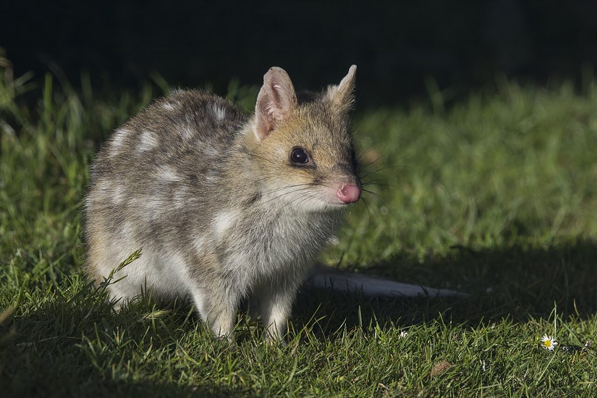 Photo of Eastern Quoll (Dasyurus viverrinus)