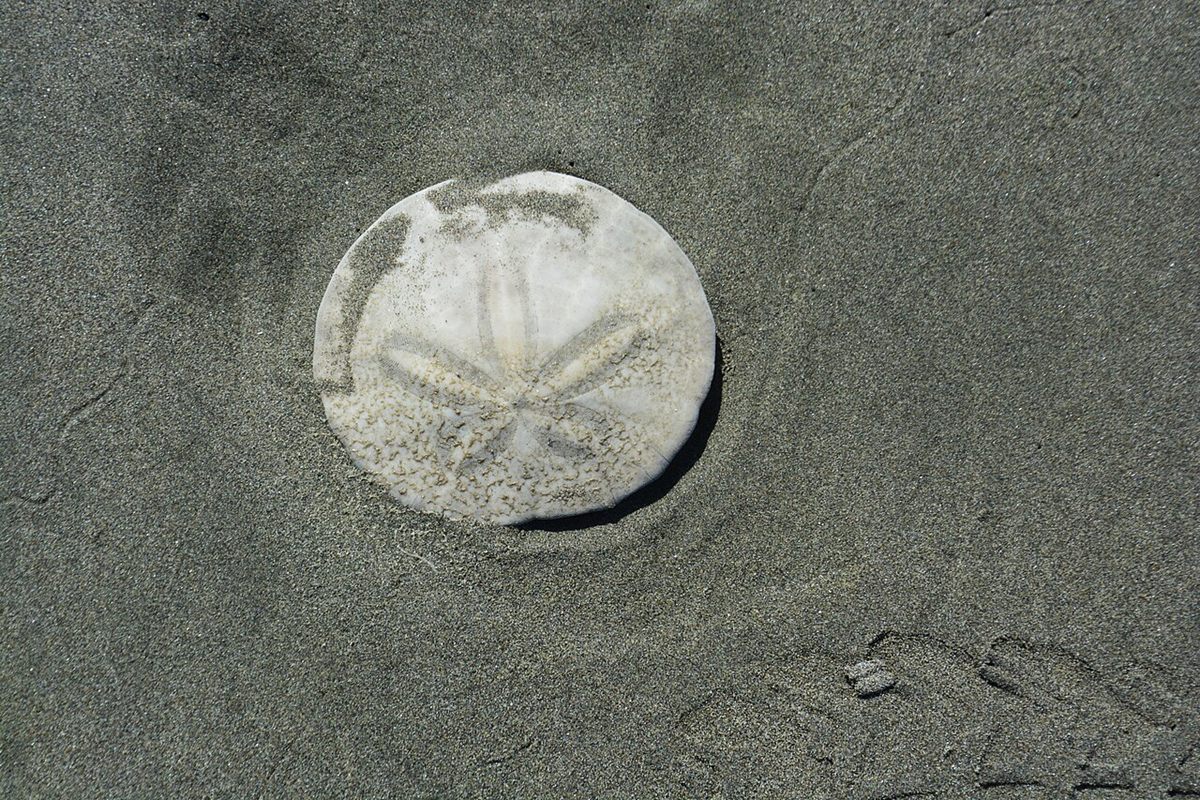 Photo of Eccentric Sand Dollar (Dendraster excentricus)