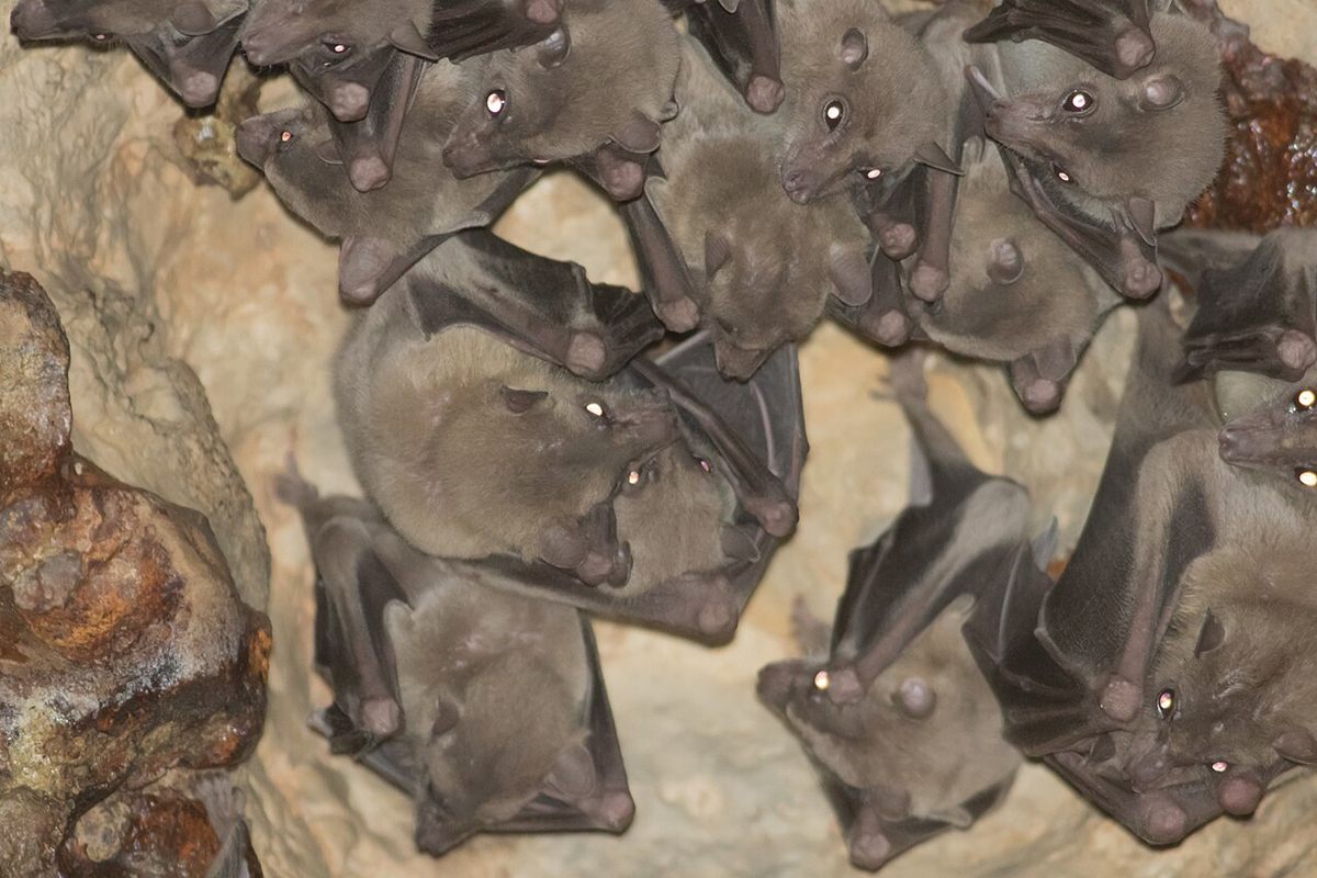 Photo of Egyptian Fruit Bat (Rousettus aegyptiacus)