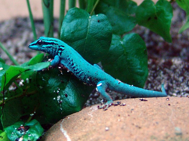 Photo of Electric Blue Day Gecko (Lygodactylus williamsi)