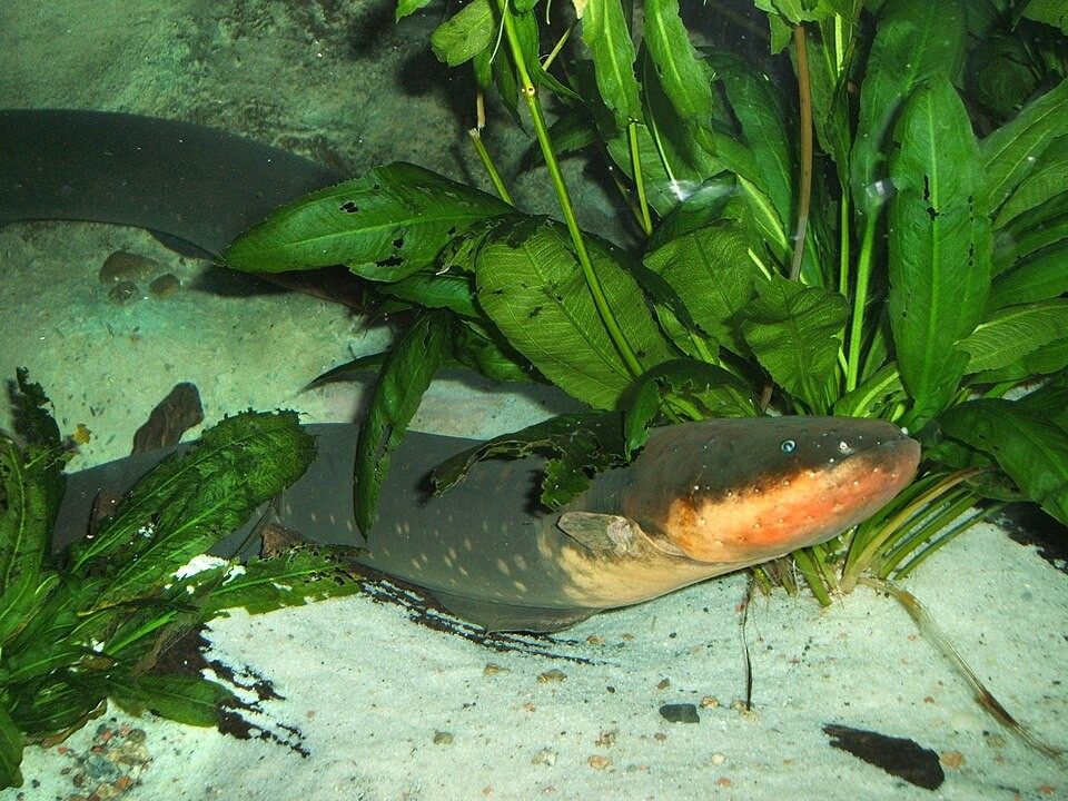 Photo of Electric Eel (Electrophorus electricus)