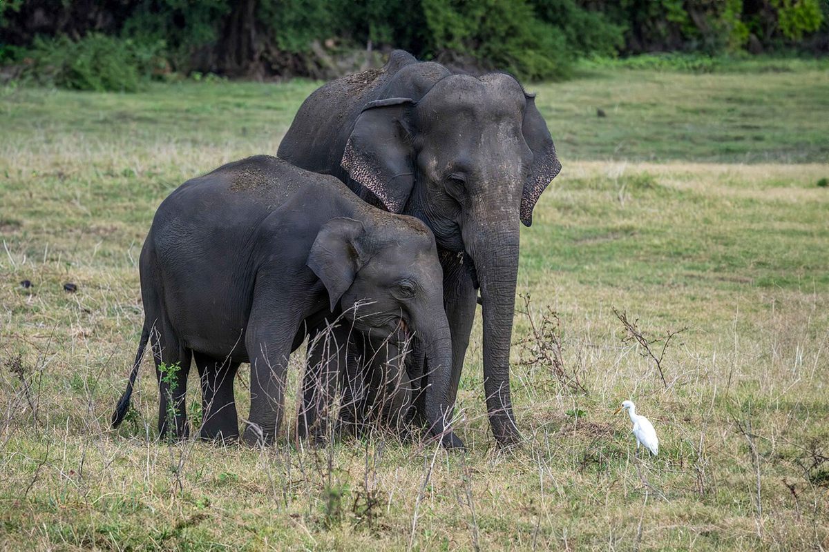 Photo of Asian Elephant (Elephas maximus)