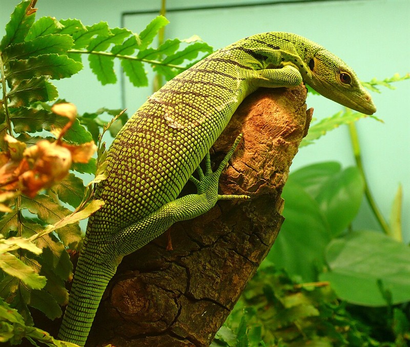Photo of Emerald Tree Monitor (Varanus prasinus)