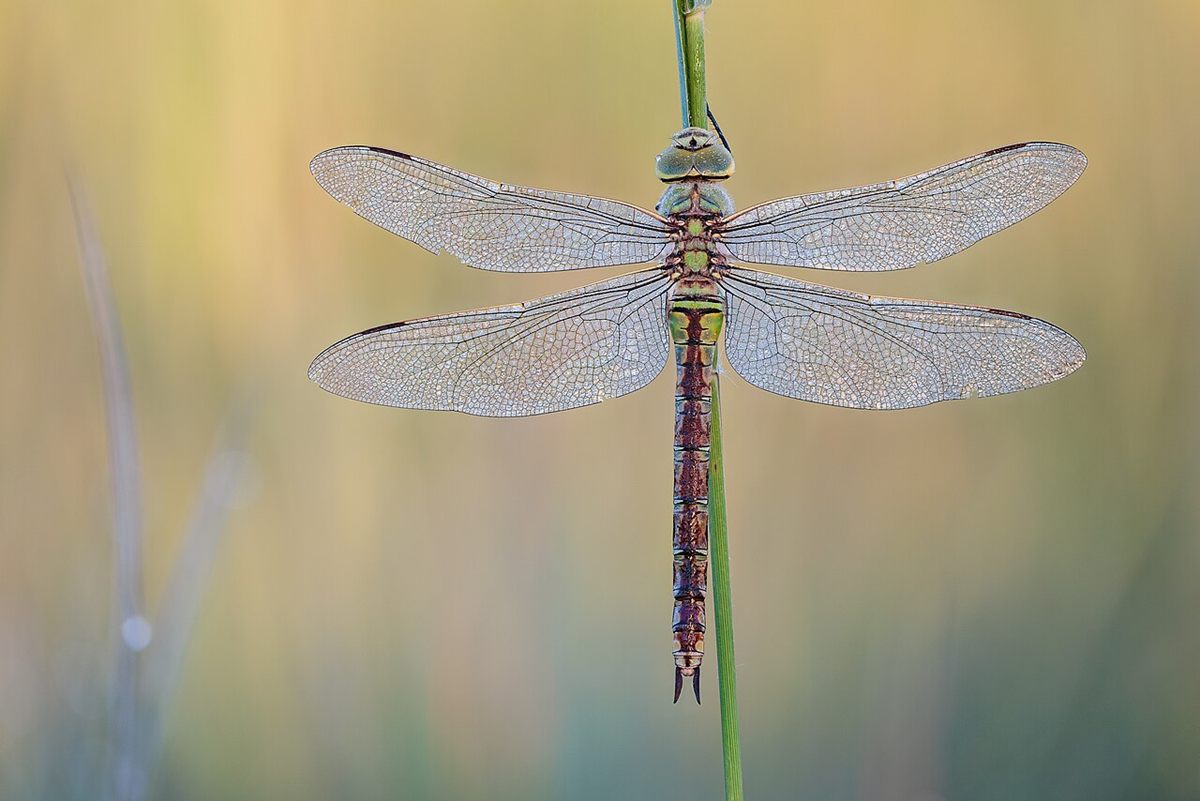Photo of Emperor Dragonfly (Anax imperator)
