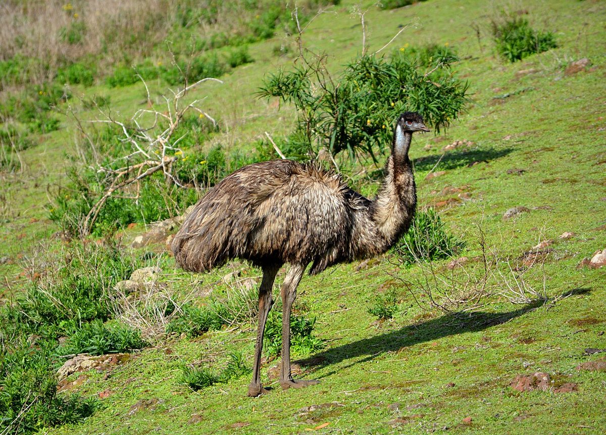 Photo of Emu (Dromaius novaehollandiae)