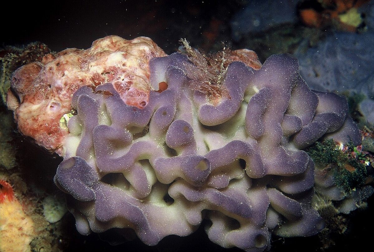 Photo of Lobed Oscarella Sponge (Oscarella lobularis)