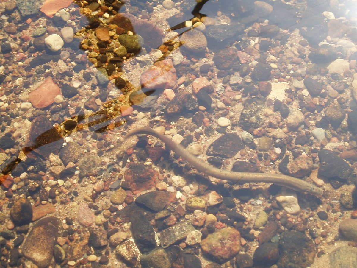 Photo of European Brook Lamprey (Lampetra planeri)