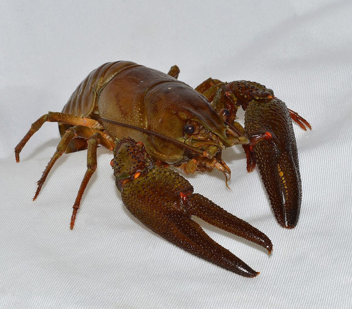 Photo of European Crayfish (Astacus astacus)