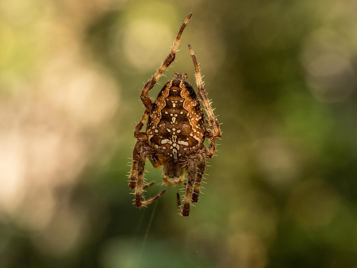 Photo of European Garden Spider (Araneus diadematus)