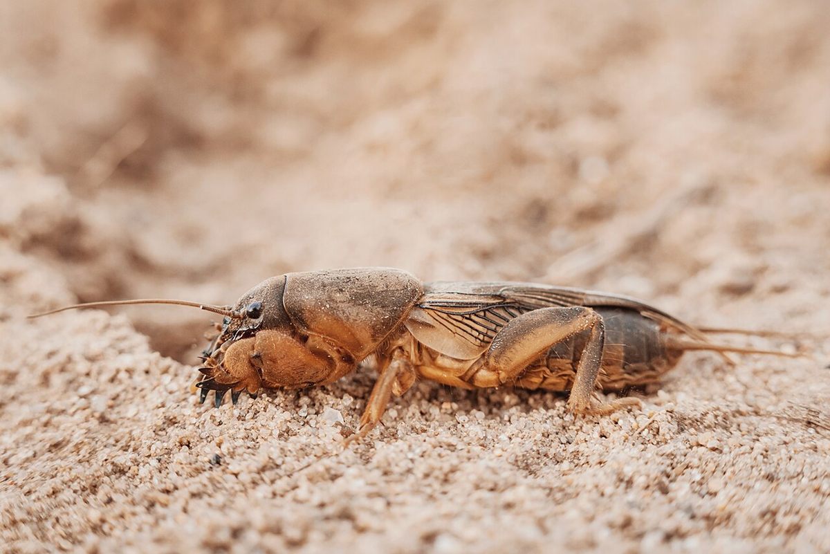 Photo of European Mole Cricket (Gryllotalpa gryllotalpa)