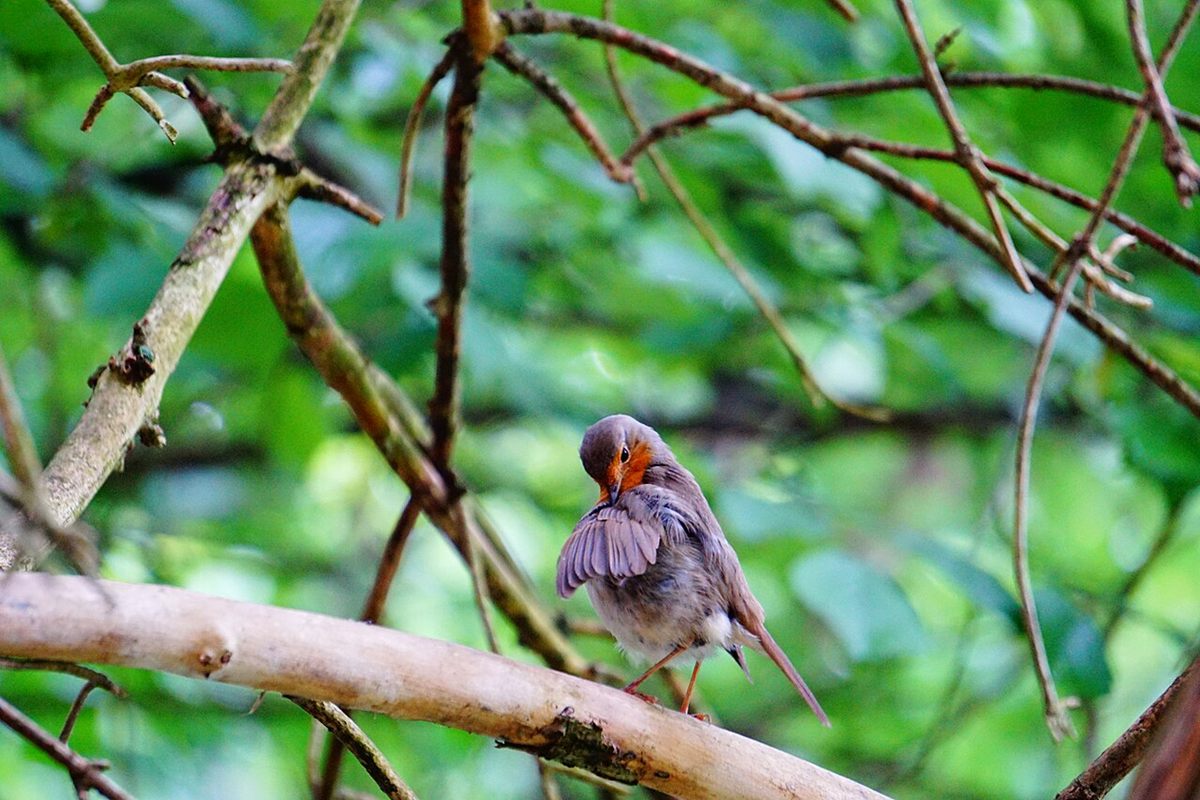 Photo of European Robin (Erithacus rubecula)