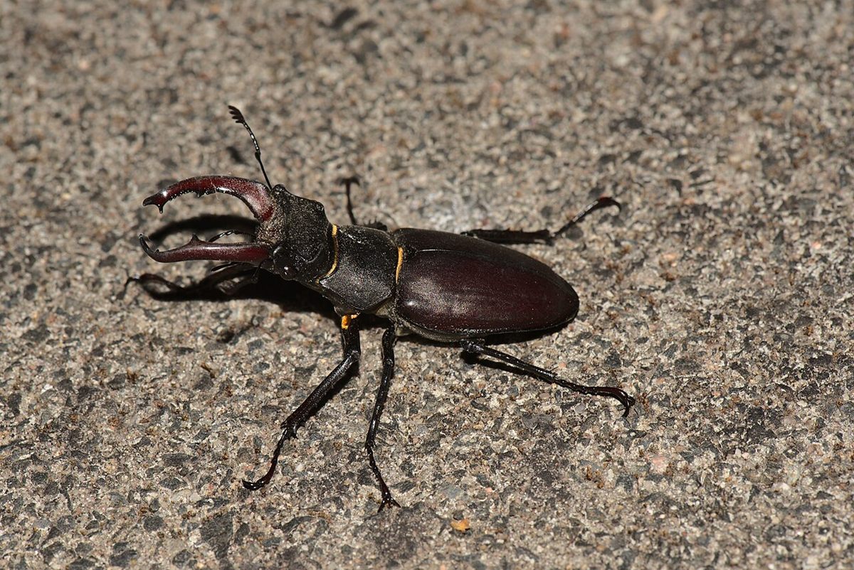 Photo of European Stag Beetle (Lucanus cervus)