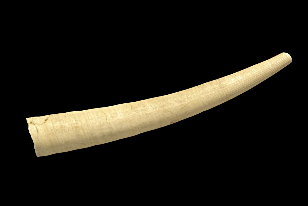 Specimen photo of European Tusk Shell (Antalis vulgaris)
