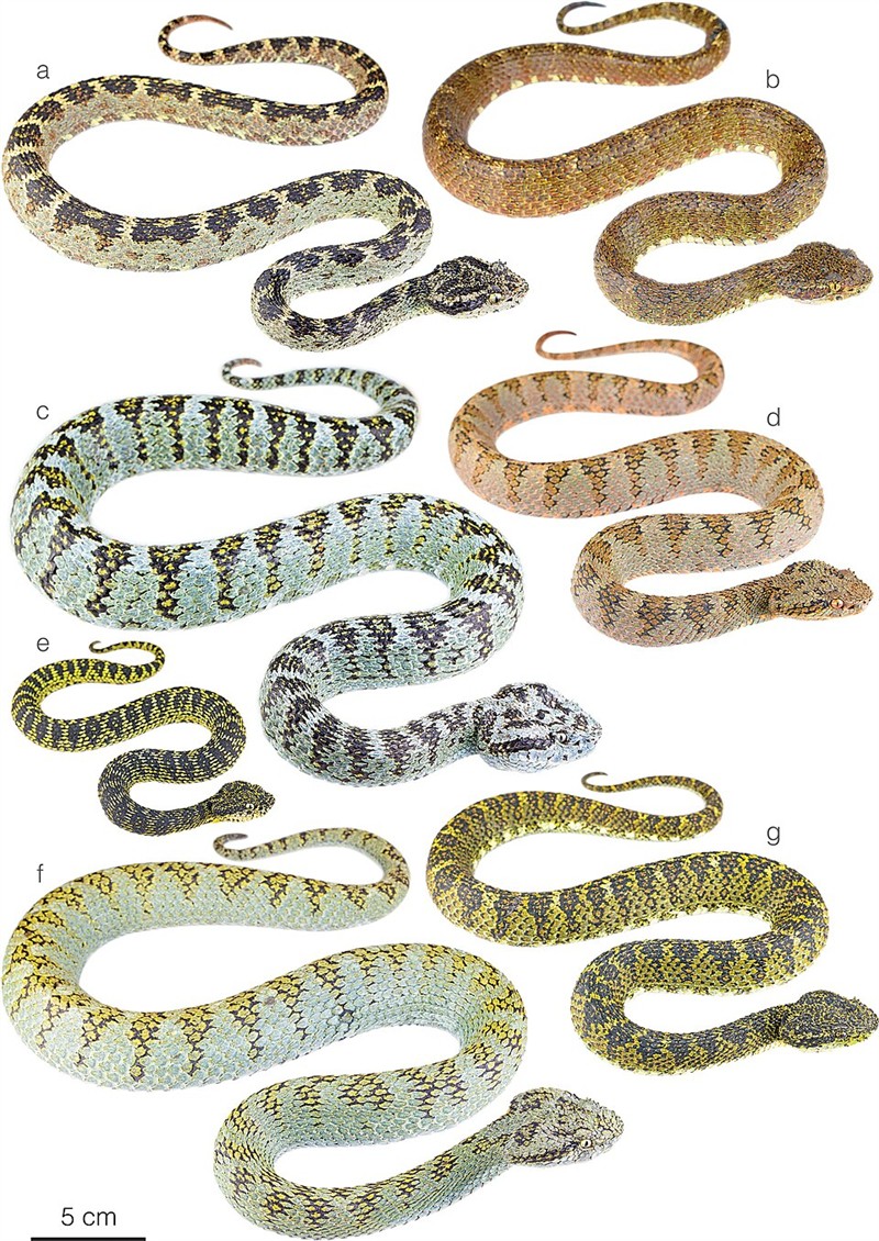 Photo of Eyelash Viper (Bothriechis schlegelii)
