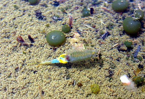 Photo of Fairy Shrimp (Branchipus schaefferi)