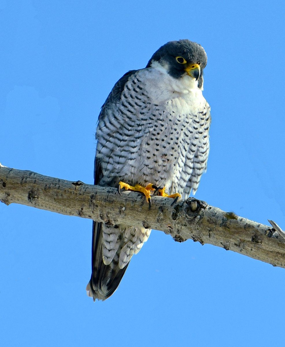 Photo of Peregrine Falcon (Falco peregrinus)