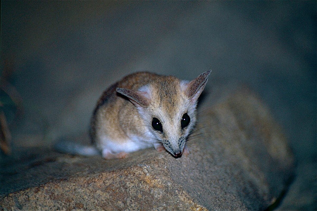 Photo of Fat-tailed Dunnart (Sminthopsis crassicaudata)