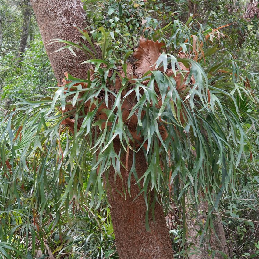 Photo of Staghorn Fern (Platycerium bifurcatum)
