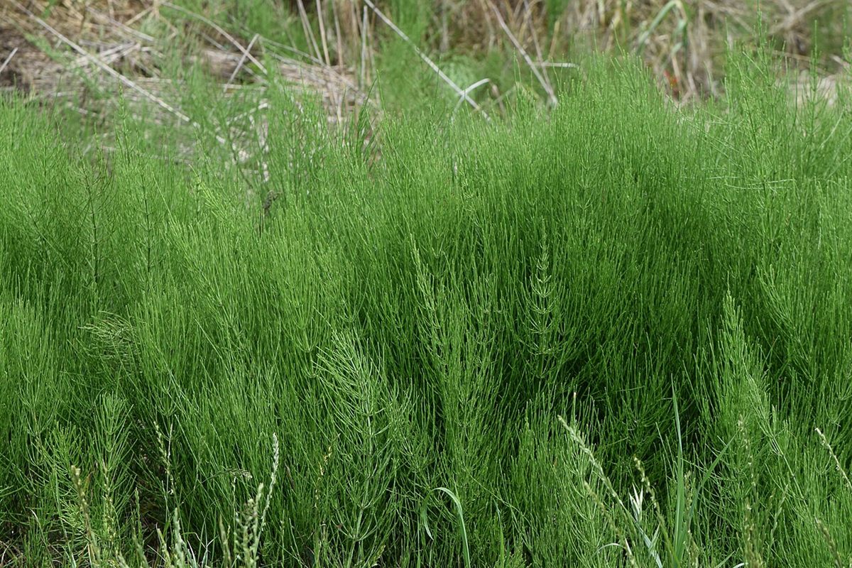 Photo of Field Horsetail (Equisetum arvense)